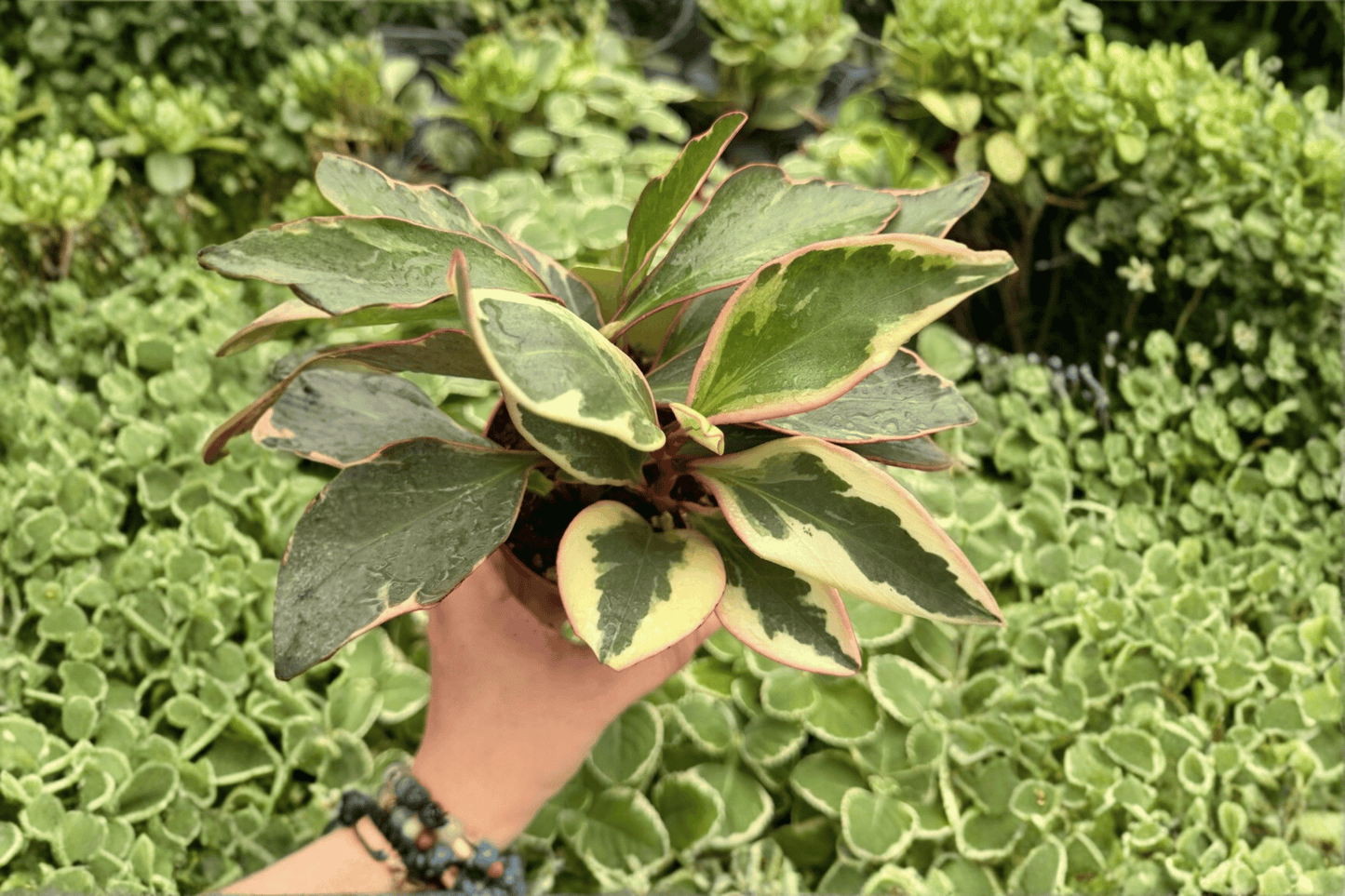 Peperomia Ginny 2 Exact Live Plants – 4-Inch Pots – Peperomia clusiifolia