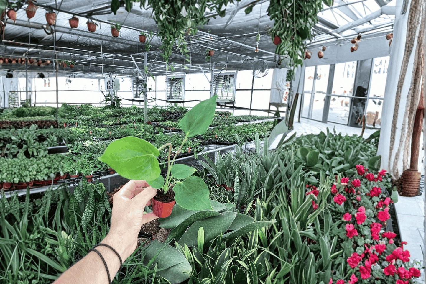 2 Anthurium Oaxaca Starter Plants – Bare Root – Anthurium 'Oaxaca'