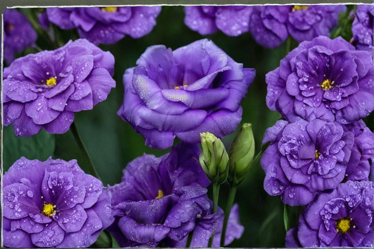 Purple Queen Rose Seeds Rare Purple Rose Flower Variety 30 Seeds Ornamental Garden Planting Seed Pack