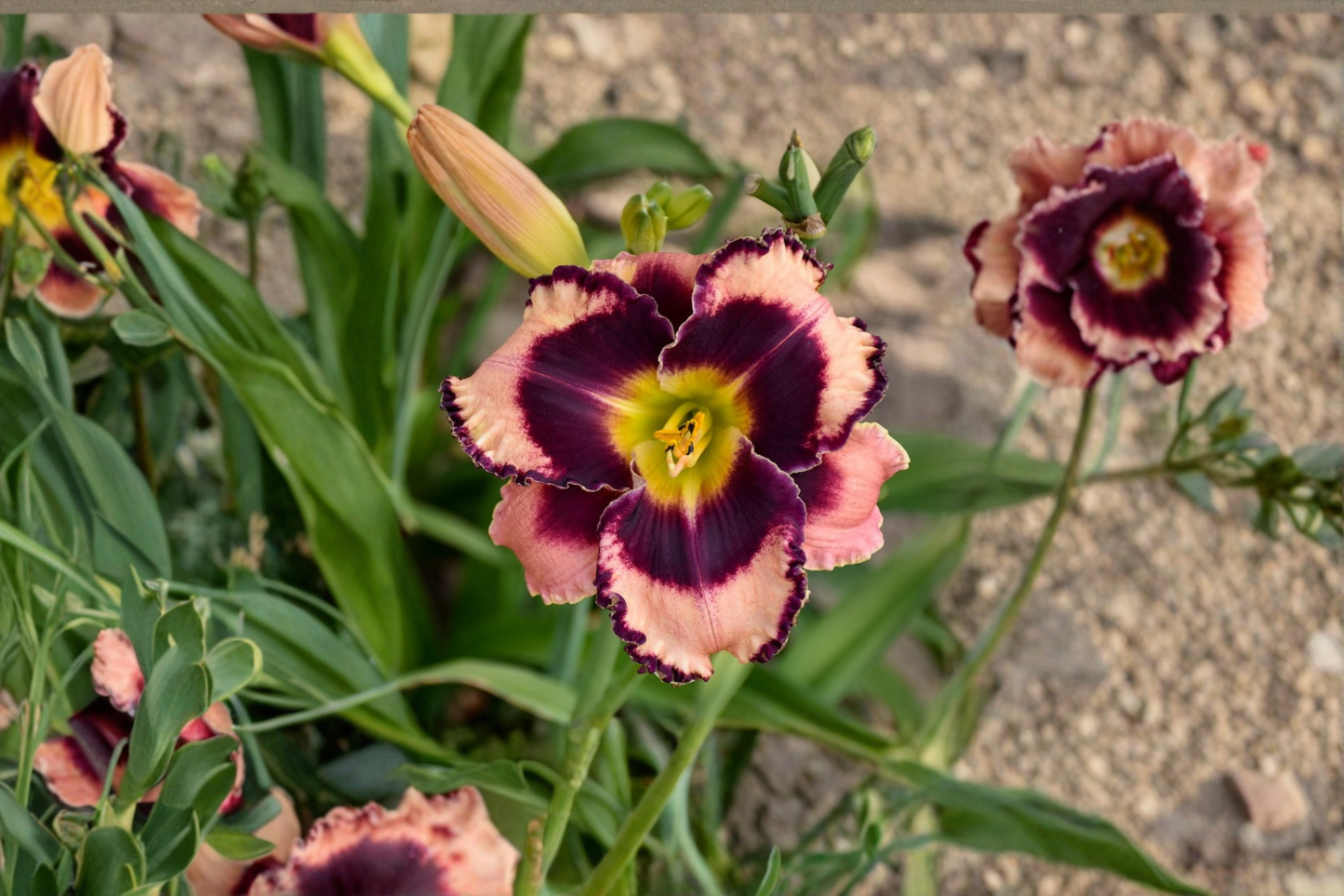Rock Solid Daylily 3 Bare Root Plants Pink Flower Perennial Easy Care Garden Border Hemerocallis