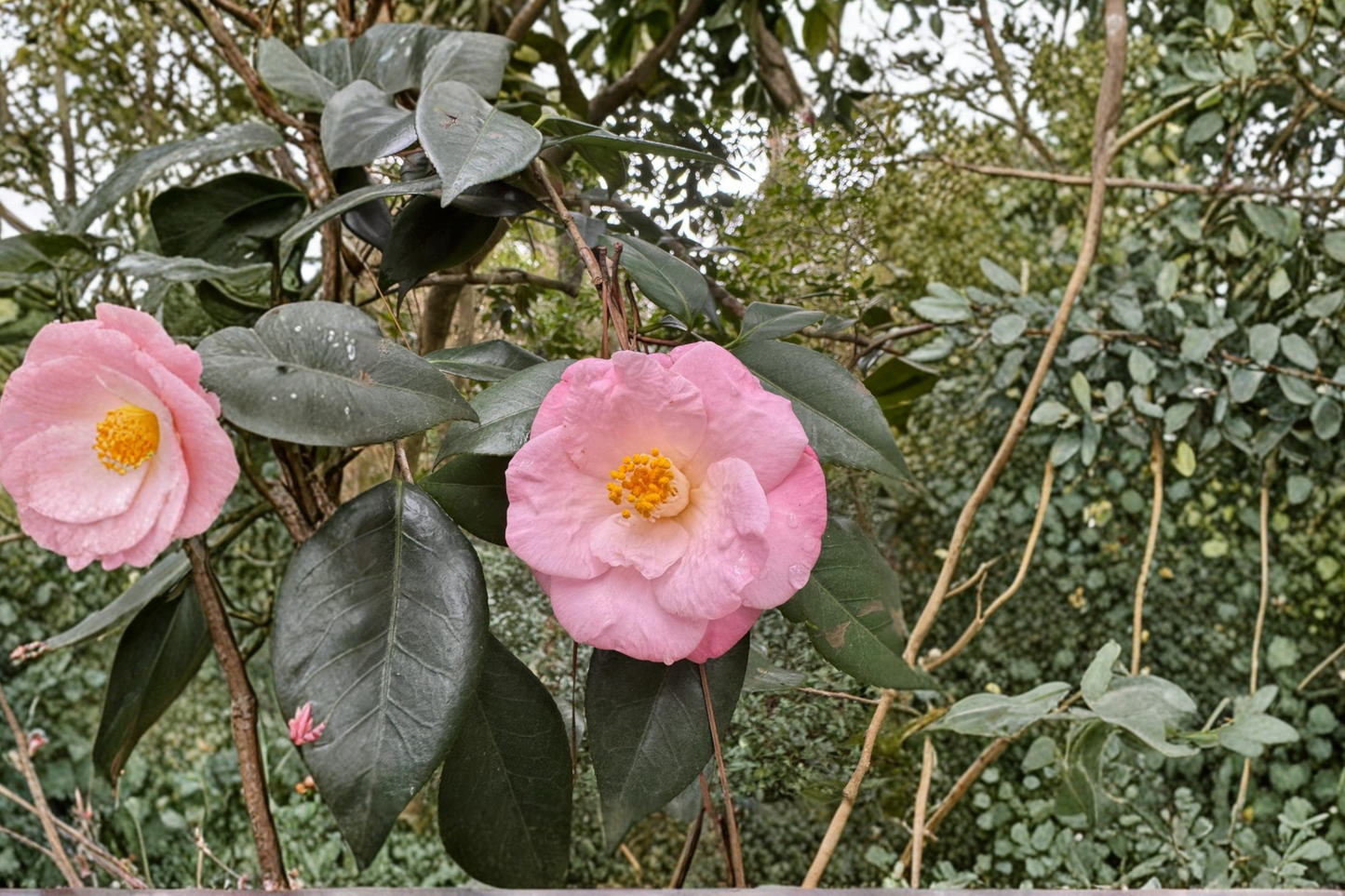 Japanese Camellia ‘Berenice Boddy’ 1 Gallon Live Plant – Camellia japonica Evergreen Flowering Shrub