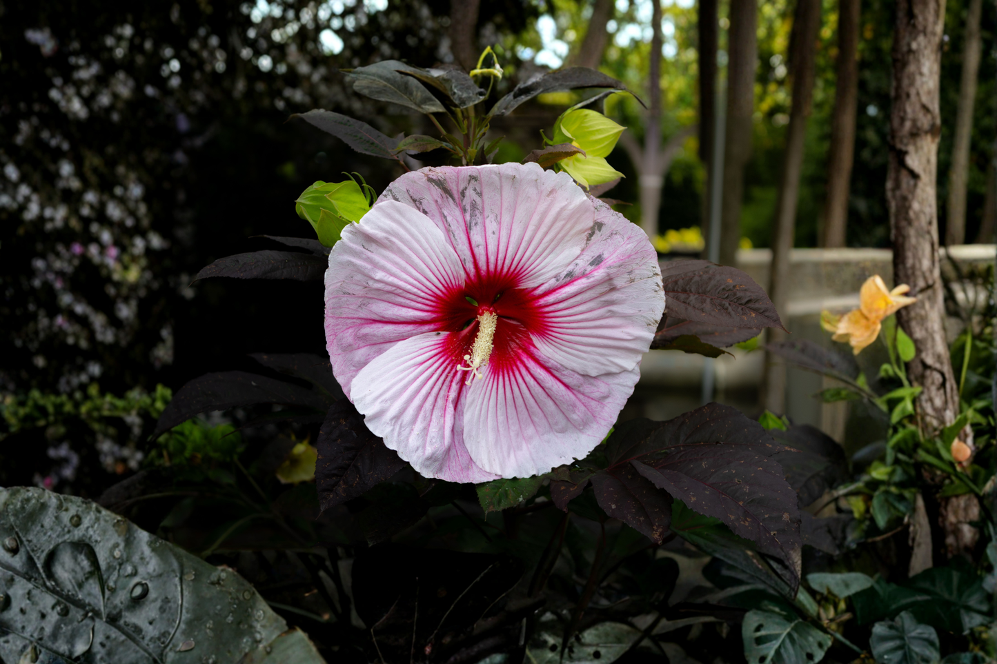 Dark Mystery Hardy Hibiscus Live Potted Plant – 1 Live Plant in 2.5" Pot (Hibiscus moscheutos 'Dark Mystery')
