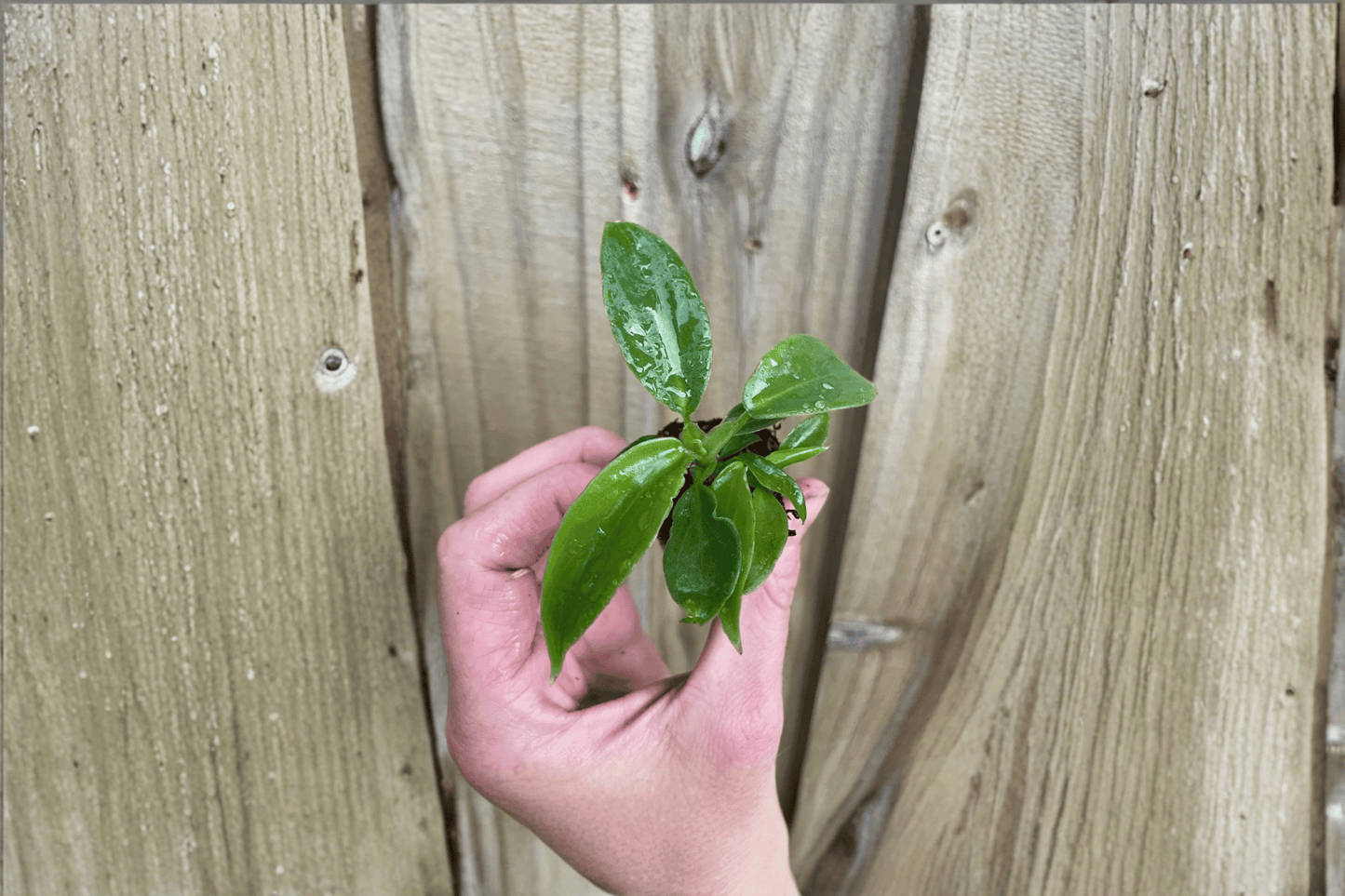 2 Philodendron squamiferum Starter Plants – Bare Root – Live Philodendron