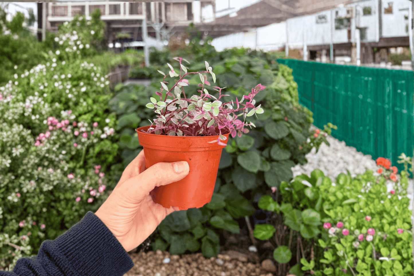 Tradescantia Pink Panther 2 Exact Live Plants – 4-Inch Pots