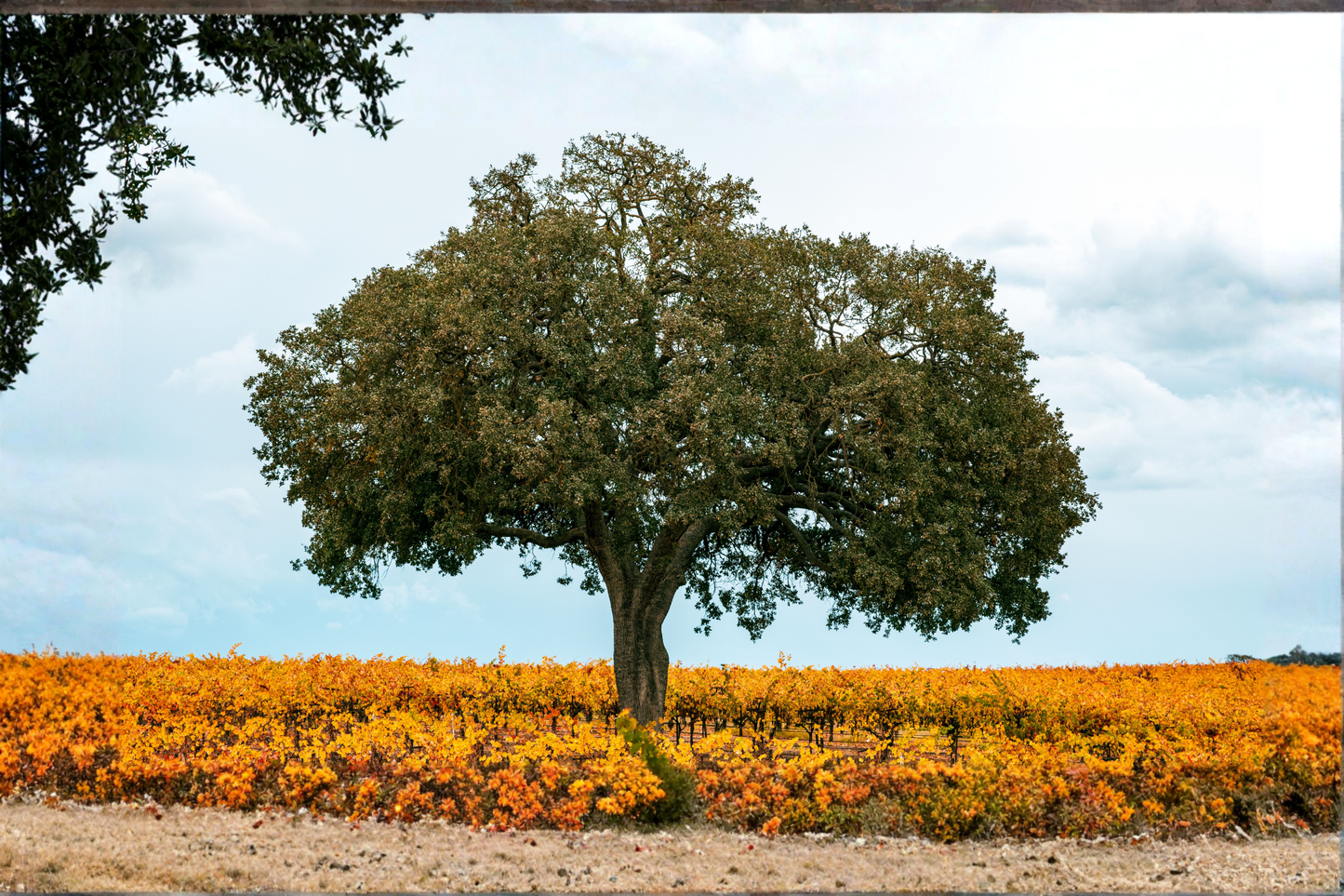 2 California Coast Live Oak Live Trees – 4–6 Inches Tall – Quercus agrifolia – Bonsai or Landscape