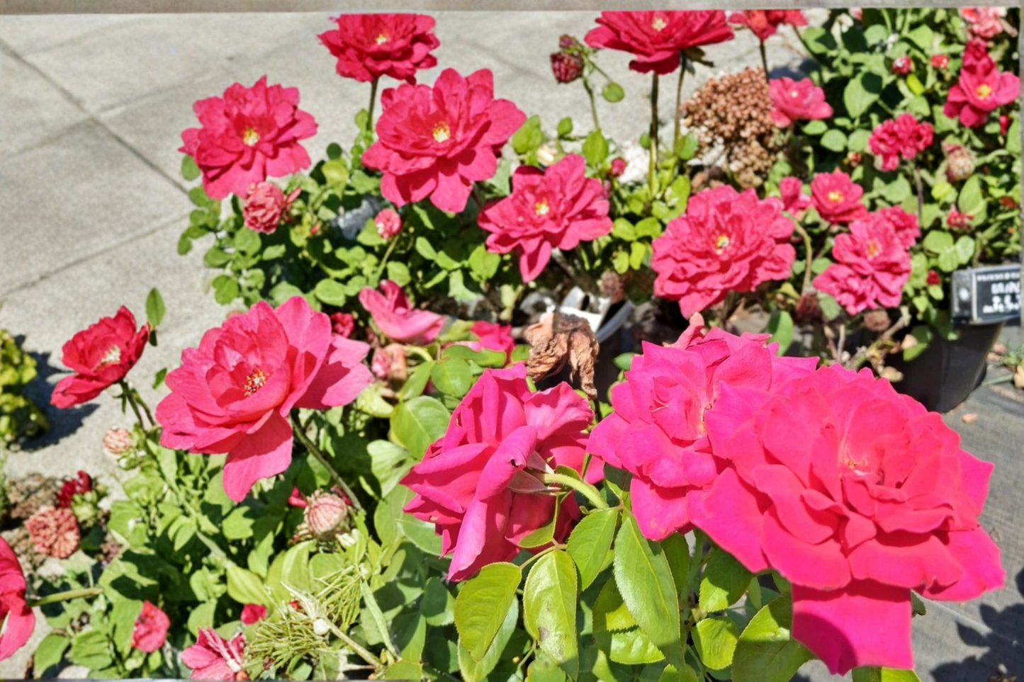 Voluptuous Hybrid Tea Rose Plant 1 Gal Deep Pink Rose Bush Live Outdoor Garden Flowering Shrub