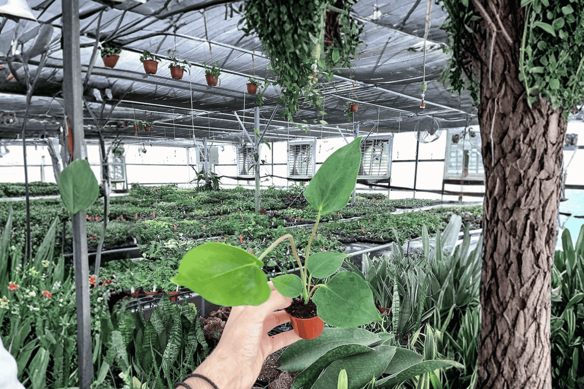 2 Anthurium Oaxaca Starter Plants – 2-Inch Bare Root Live Anthuriums