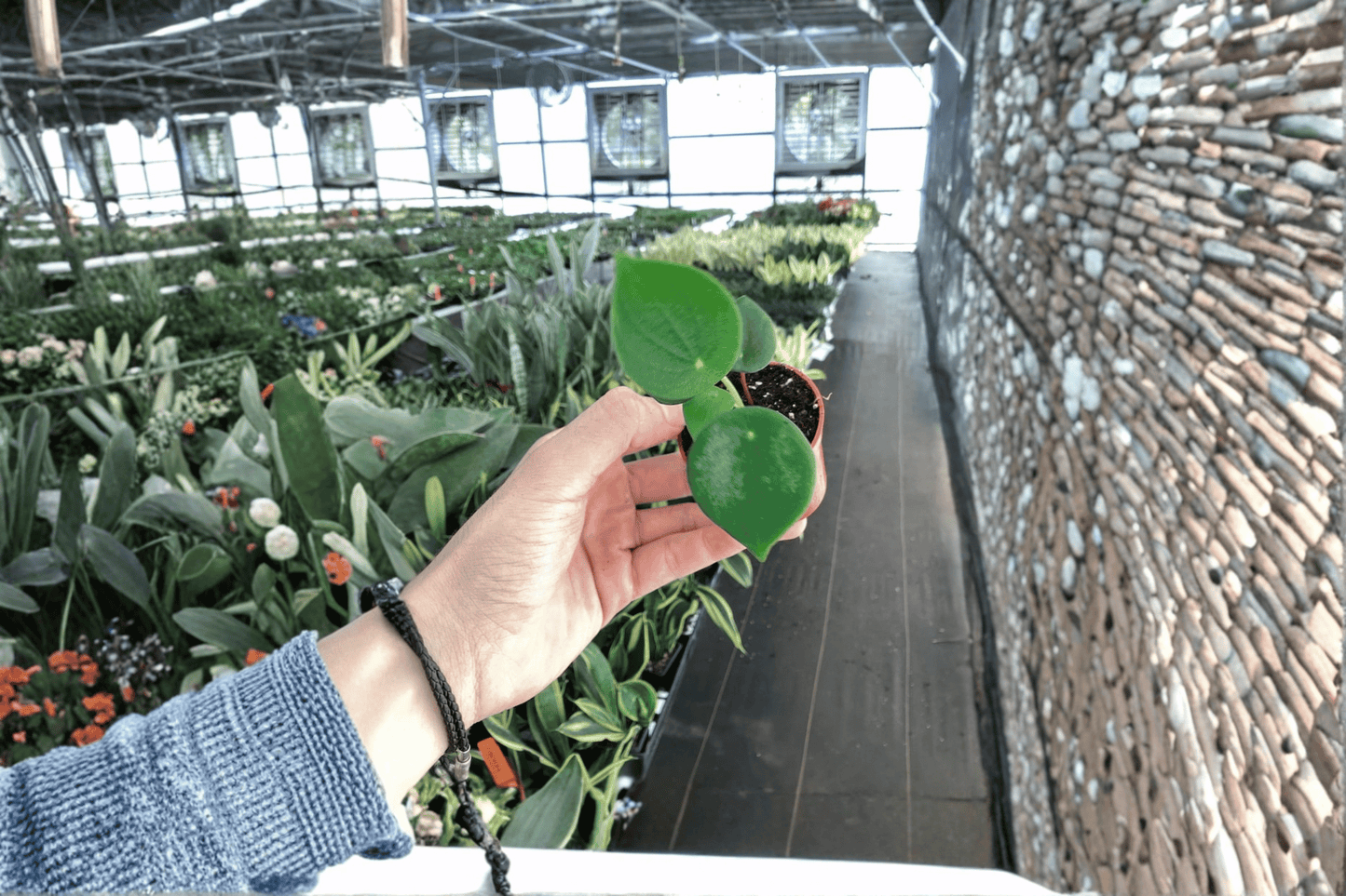 Raindrop Peperomia 2 Live Starter Plants – 2-Inch Pots – Peperomia polybotrya