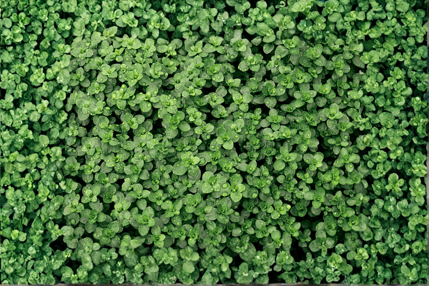 Creeping Thyme Live Plant – 1 Live Ground Cover Plant in 4" Pot (Thymus serpyllum) – 7 Colors Available