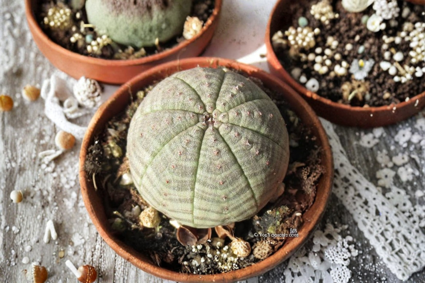 Euphorbia obesa Seed Grown Live Succulent Plant – WYSIWYG Specimen