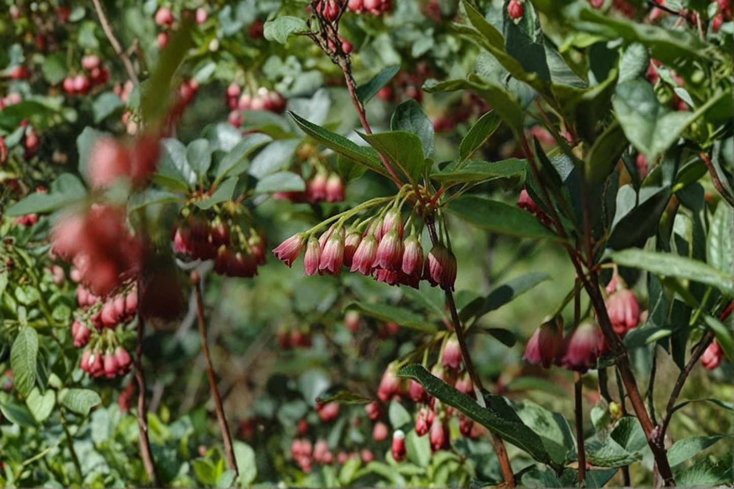Red Velvet Enkianthus Live Plant 2 Gallon Pot – Enkianthus campanulatus Red Vein Flowers Deciduous Shrub Fall Color Garden