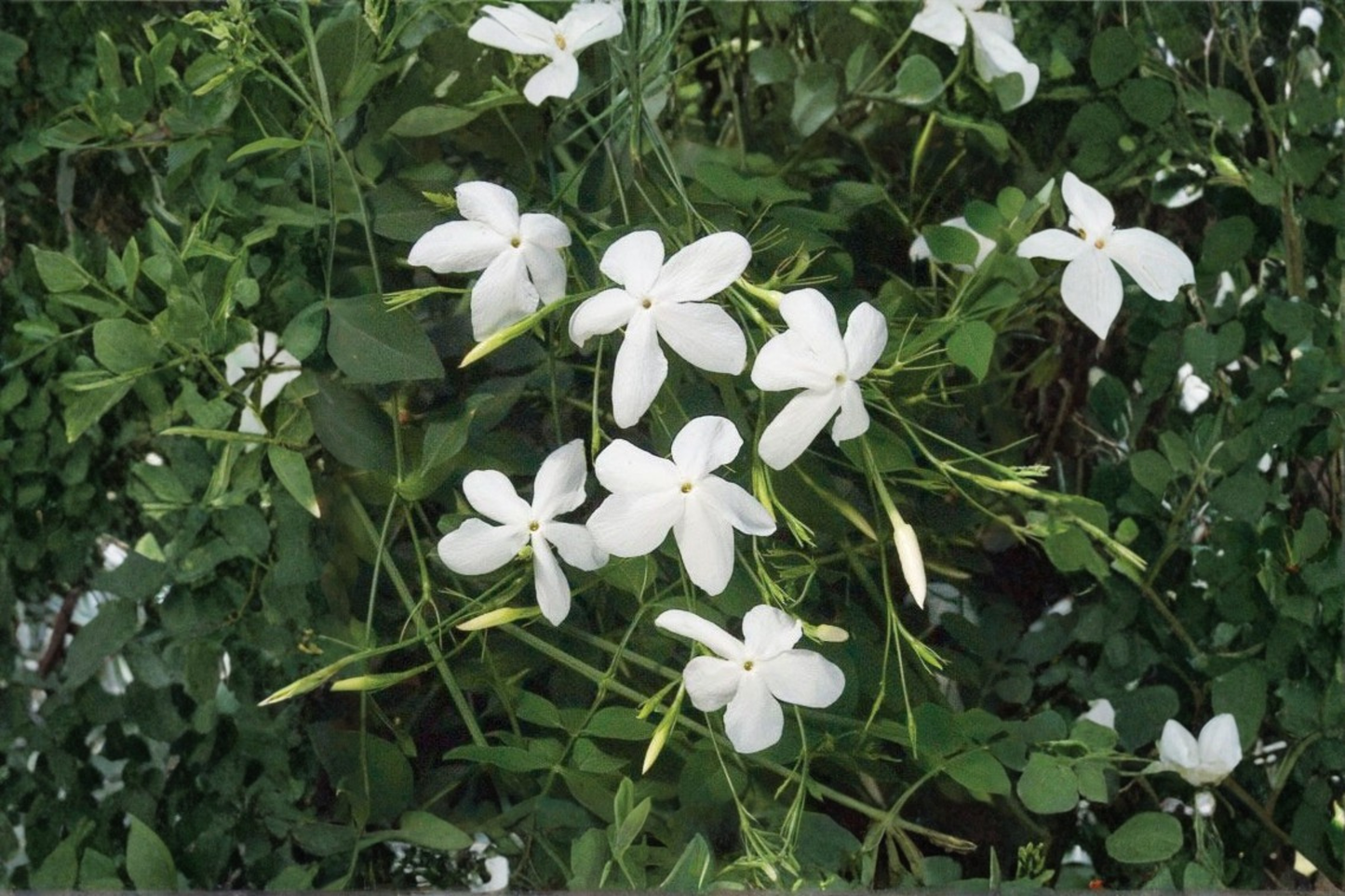 Poets Jasmine Live Plant Jasminum officinale True Jasmine Fragrant White Flower Vine 6-9 Inch Rooted Plant
