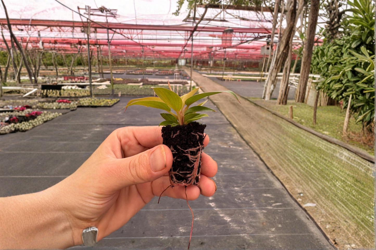 2 Philodendron 'Florida Bronze' Live Starter Plants – Rooted Bare Root in Soil Pod