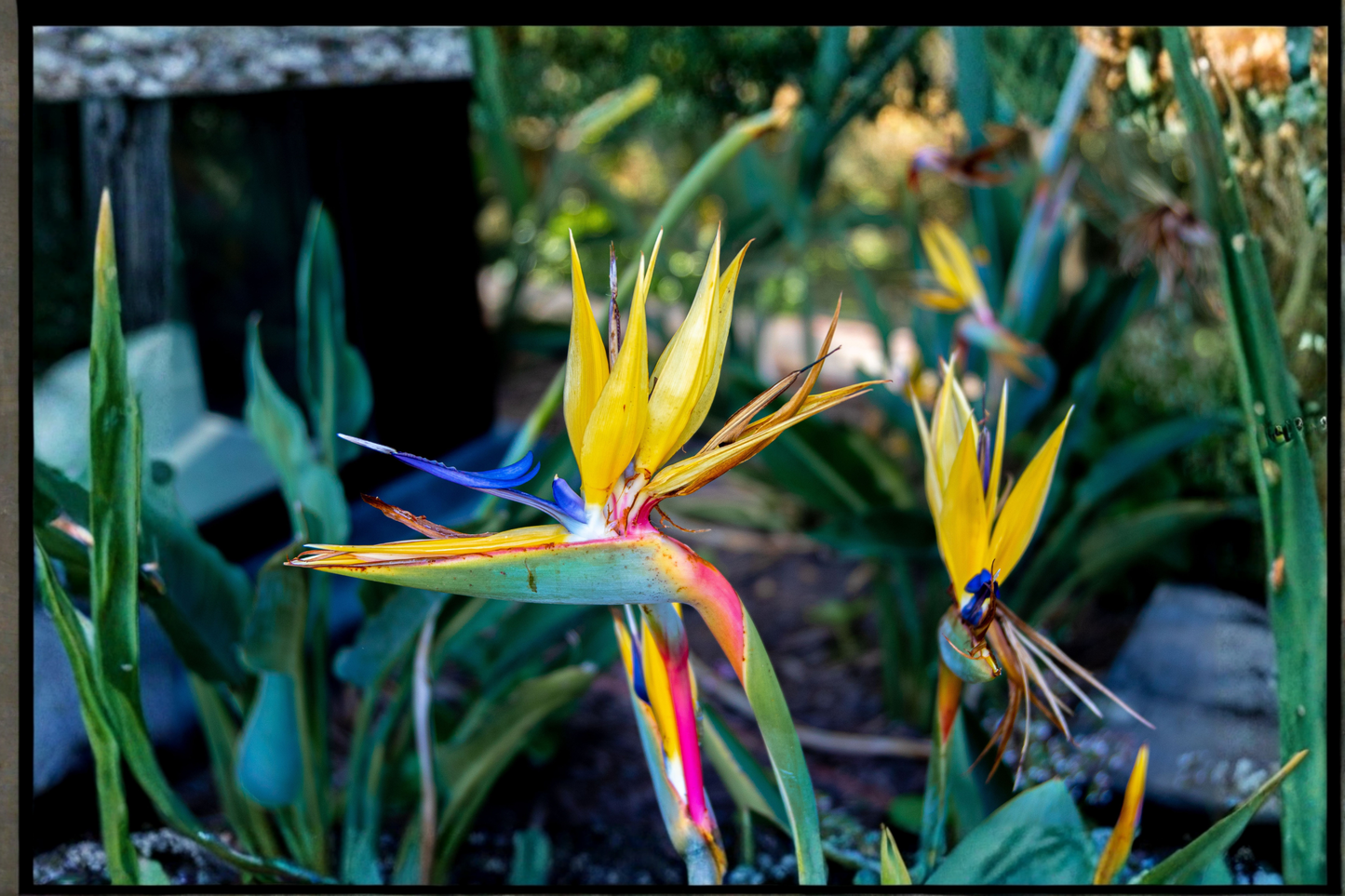 Mandela's Gold Bird of Paradise Live Starter Plant – Strelitzia reginae 'Mandela's Gold'