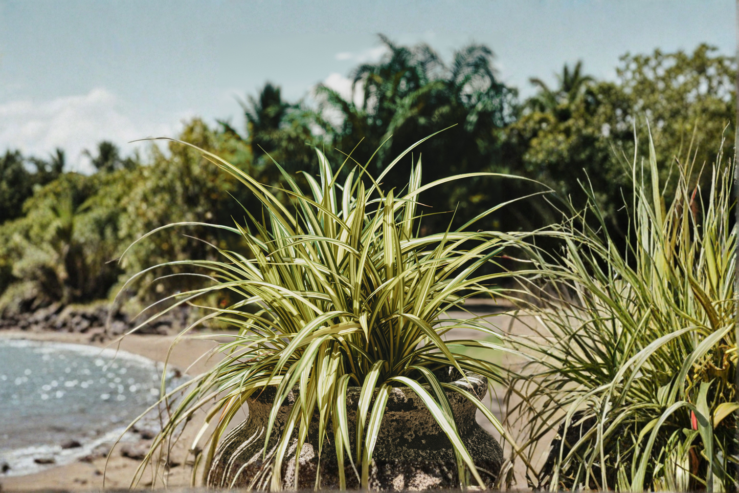 Variegated Zebra Spider Plant Live Plant in 4-Inch Pot – Chlorophytum comosum 'Variegatum'