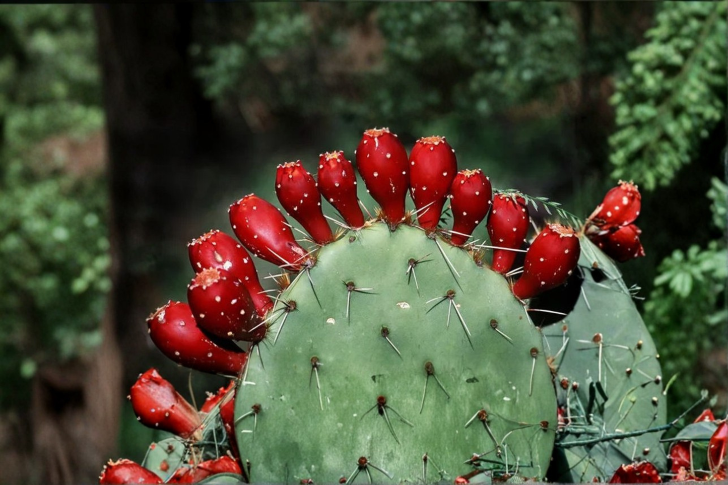 Cactus Pear Seeds 20 Pack Prickly Pear Cactus Fruit Plant Seeds Desert Garden USA Seller Combined Shipping