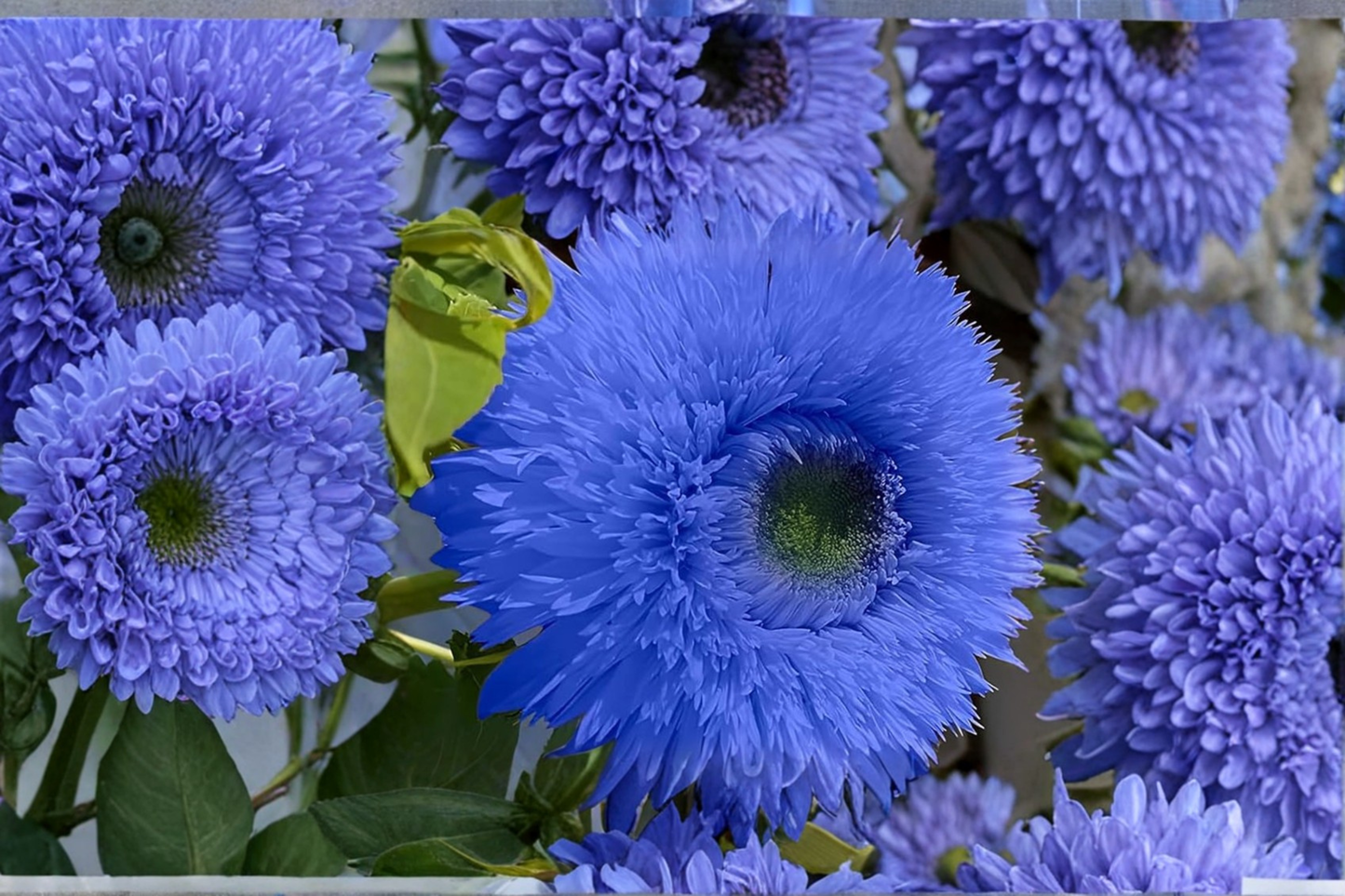 Blue Sunflower Seeds 10 Pack Rare Exotic Flower Plant Fresh Harvested Garden Seeds USA Seller