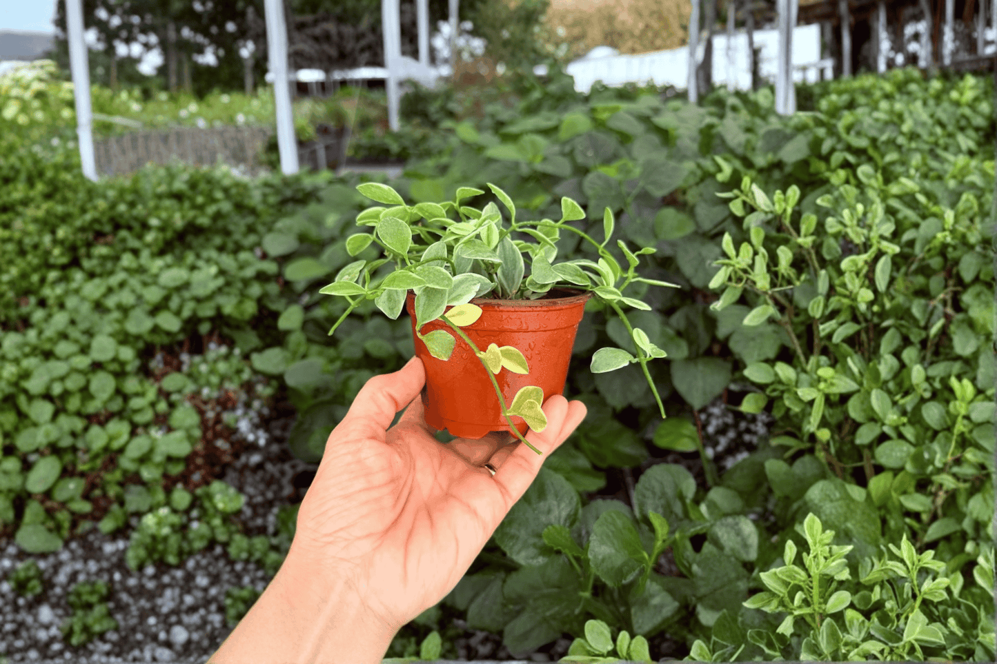 Dischidia Oiantha 2 Exact Live Plants – 4-Inch Pots – Dischidia oiantha