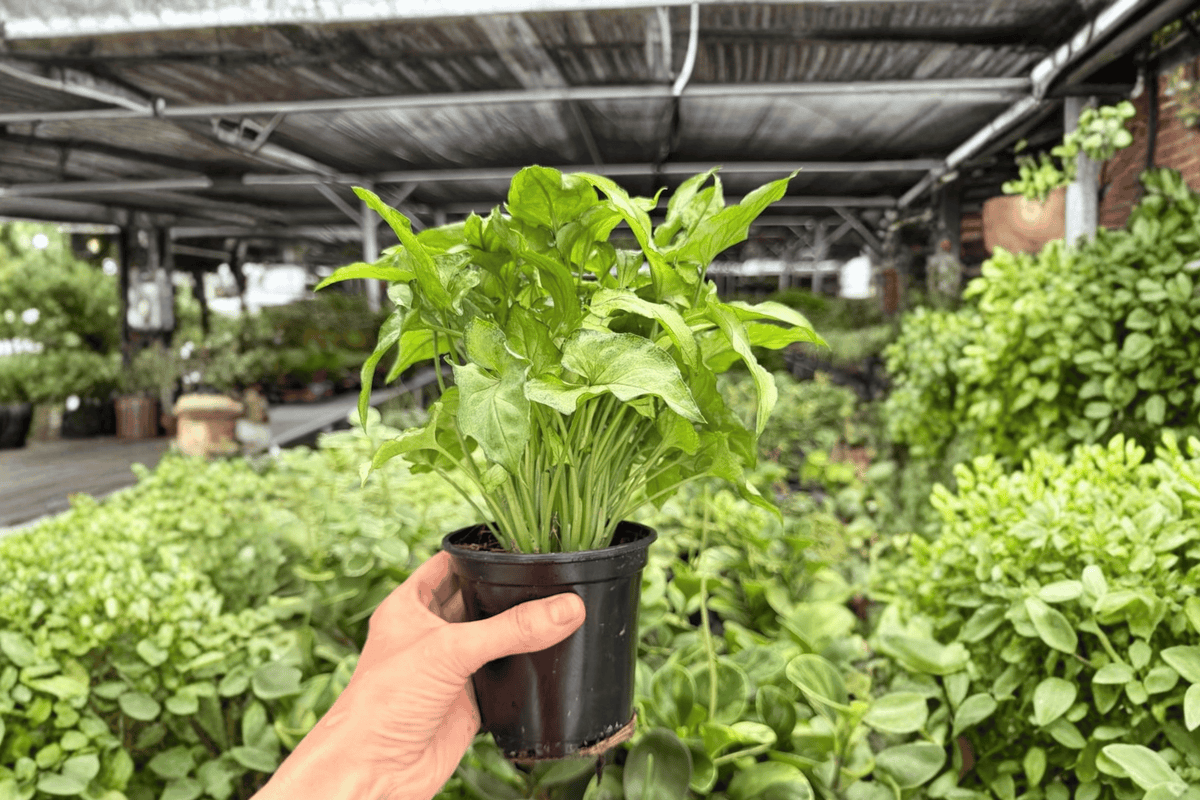 Syngonium Red Yami – 2 Exact Live Plants, 4-Inch Size – Syngonium ‘Red Yami’