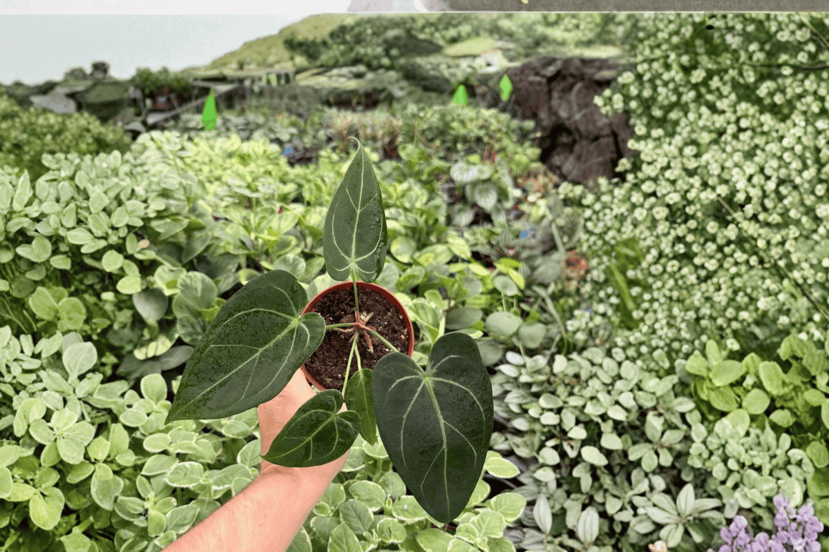 Anthurium Red Stem x Norte 2 Exact Live Plants – 4-Inch Pots