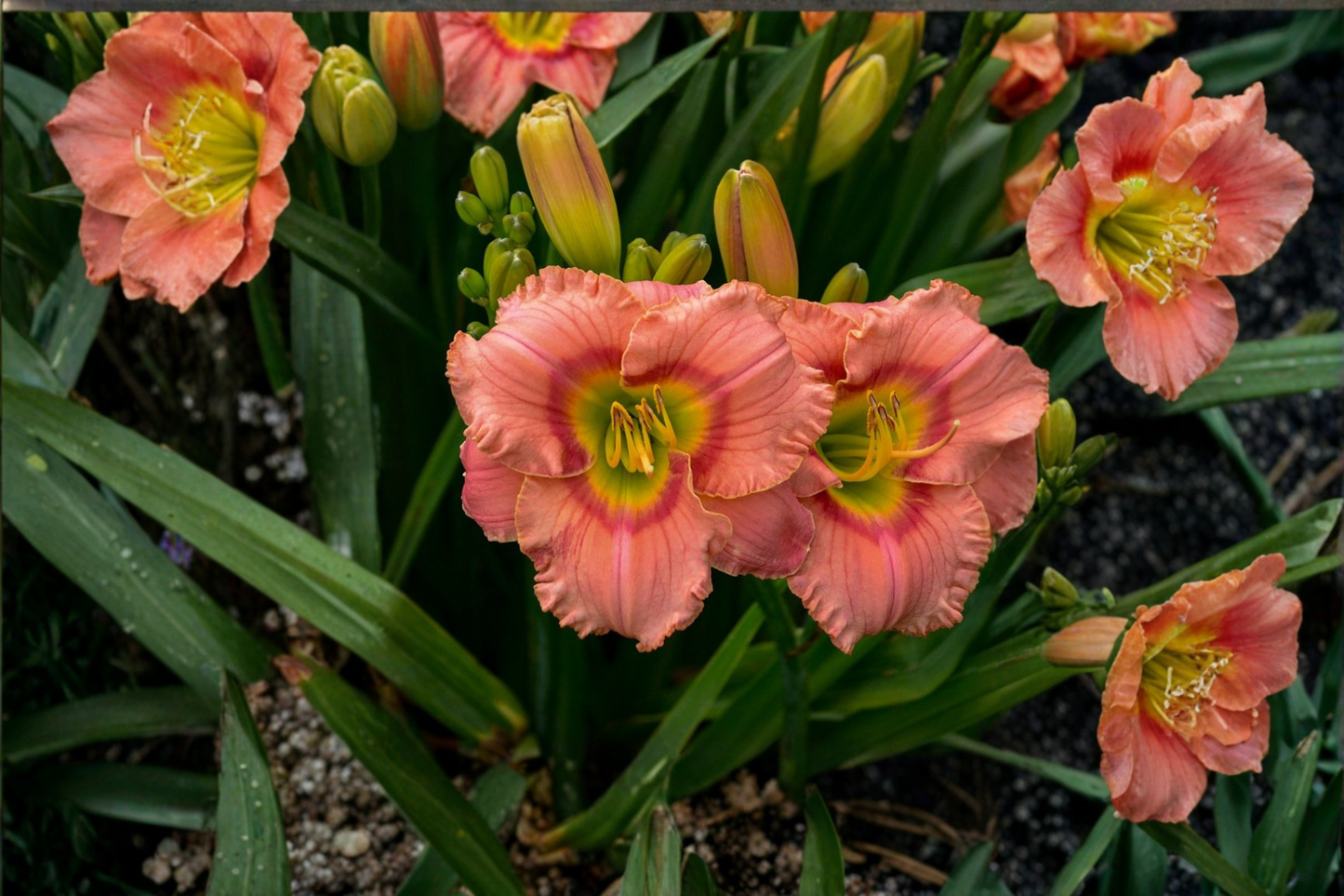 Elegant Candy Daylily 3 Bare Root Plants Pink Flower Perennial Easy Care Garden Border Hemerocallis