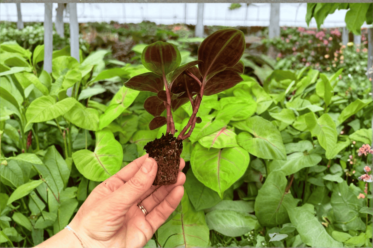 Geogenanthus Poeppigii 2 Exact Live Starter Plants – Geogenanthus poeppigii Primary Keyword: Geogenanthus Poeppigii