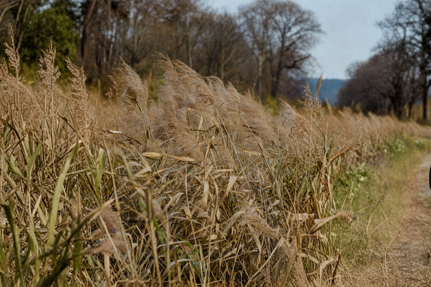 Karl Foerster Feather Reed Grass Live Plant 1–2 Feet Tall – Calamagrostis × acutiflora 'Karl Foerster'