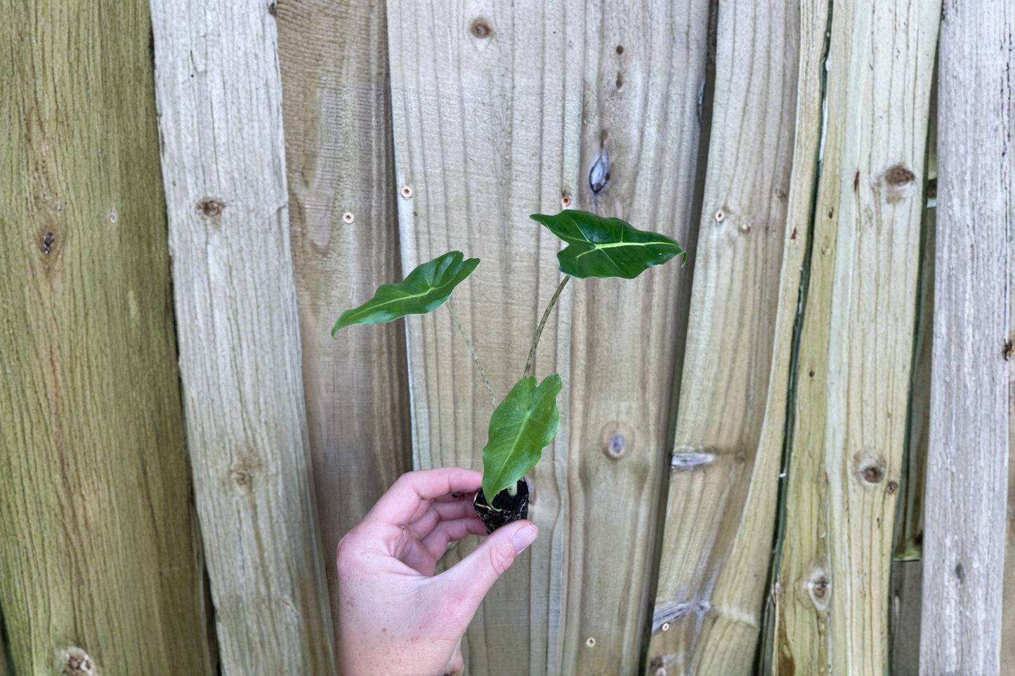 2 Alocasia 'Sarian' Live Starter Plants – Rooted Bare Root in Soil Pod