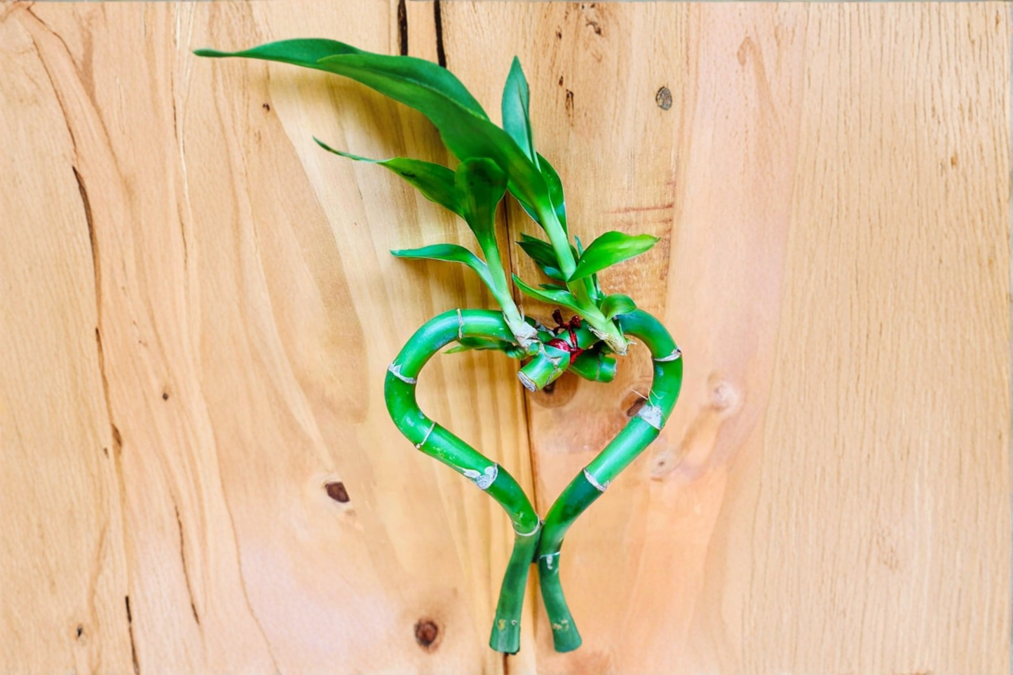 Lucky Bamboo Heart Plant Live Dracaena Sanderiana Hydroponic Houseplant Easy Care Indoor Decor Gift Plant