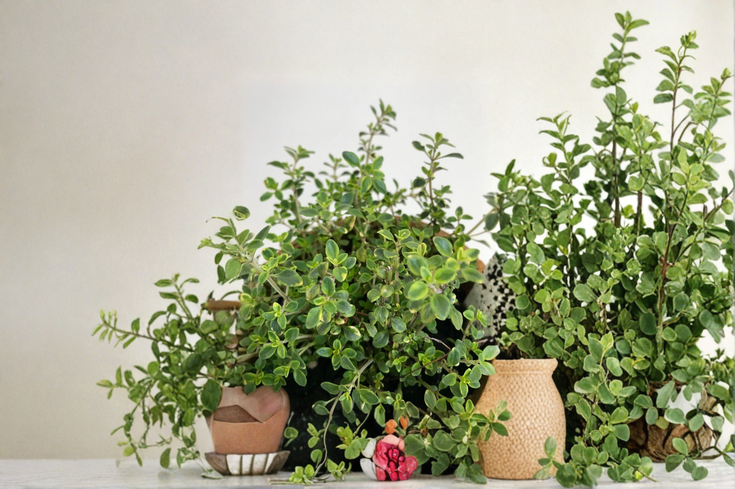 Gold Variegated Lemon Thyme Live Plant Organic Perennial Herb 5 Inch Rooted Plant Colorful Garden Herb Free Shipping