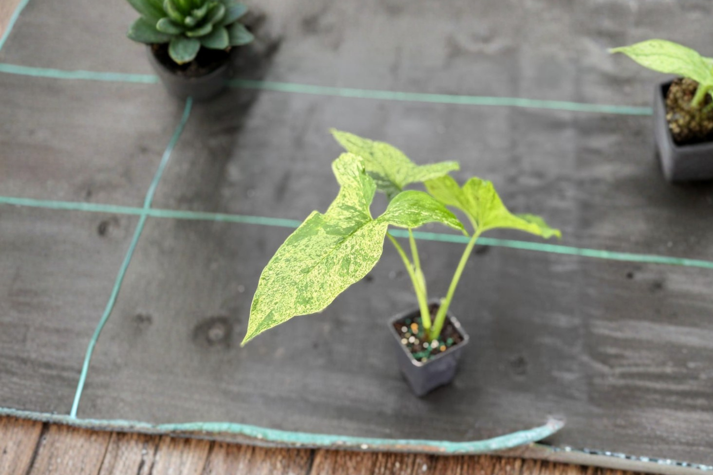 Syngonium Mojito Live Plant Variegated Arrowhead Vine Tropical Starter Cutting