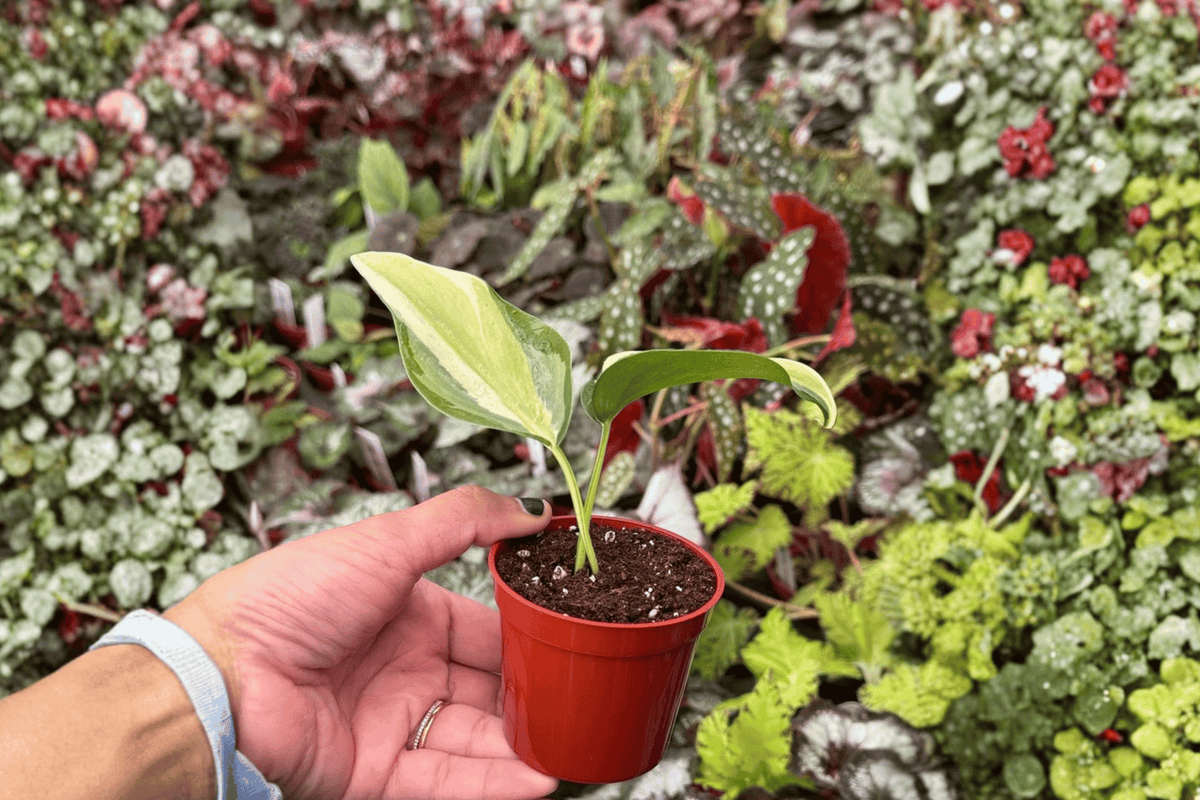 2 Philodendron Cream Splash Starter Plants – Bare Root – Variegated Live Philodendron