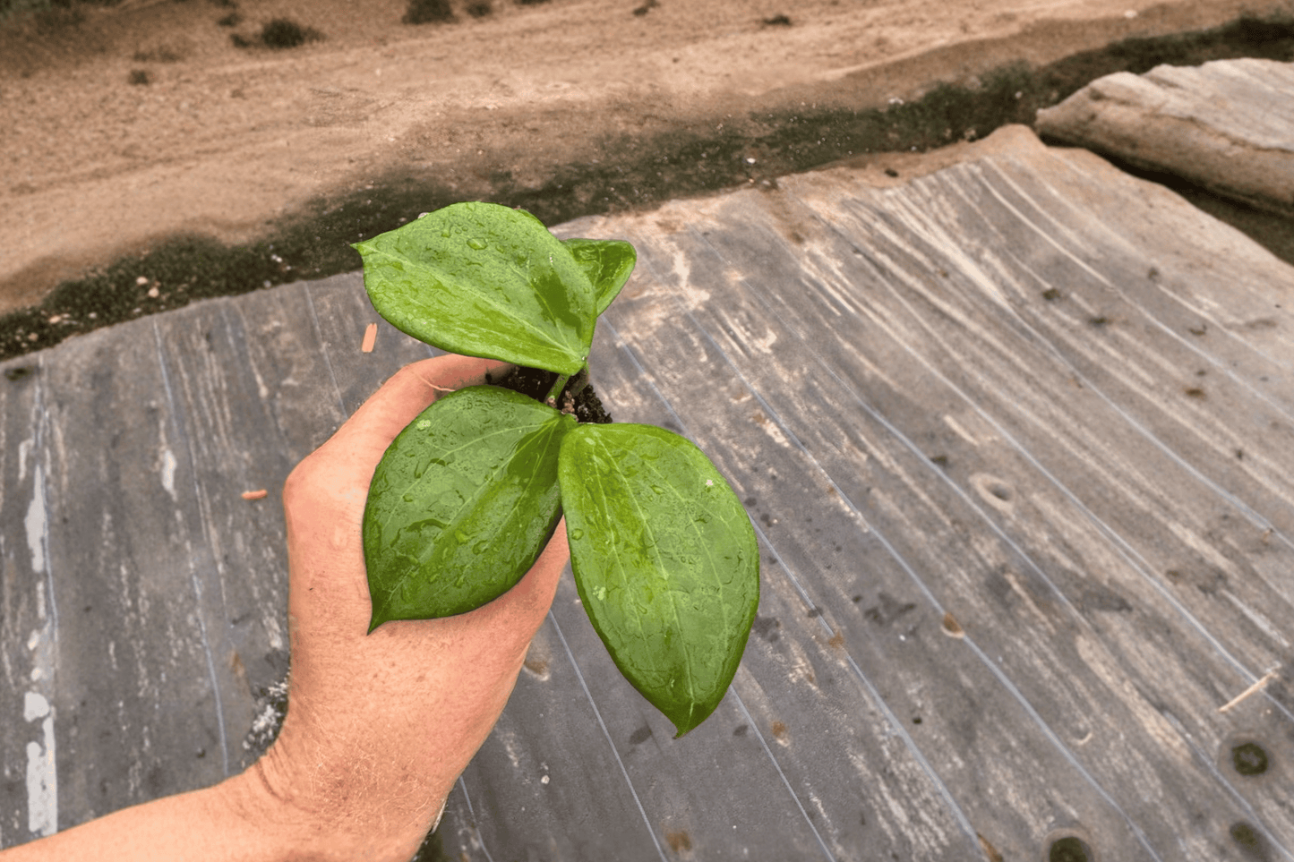2 Hoya quinquenervia Starter Plants – Hoya quinquenervia Bare Root