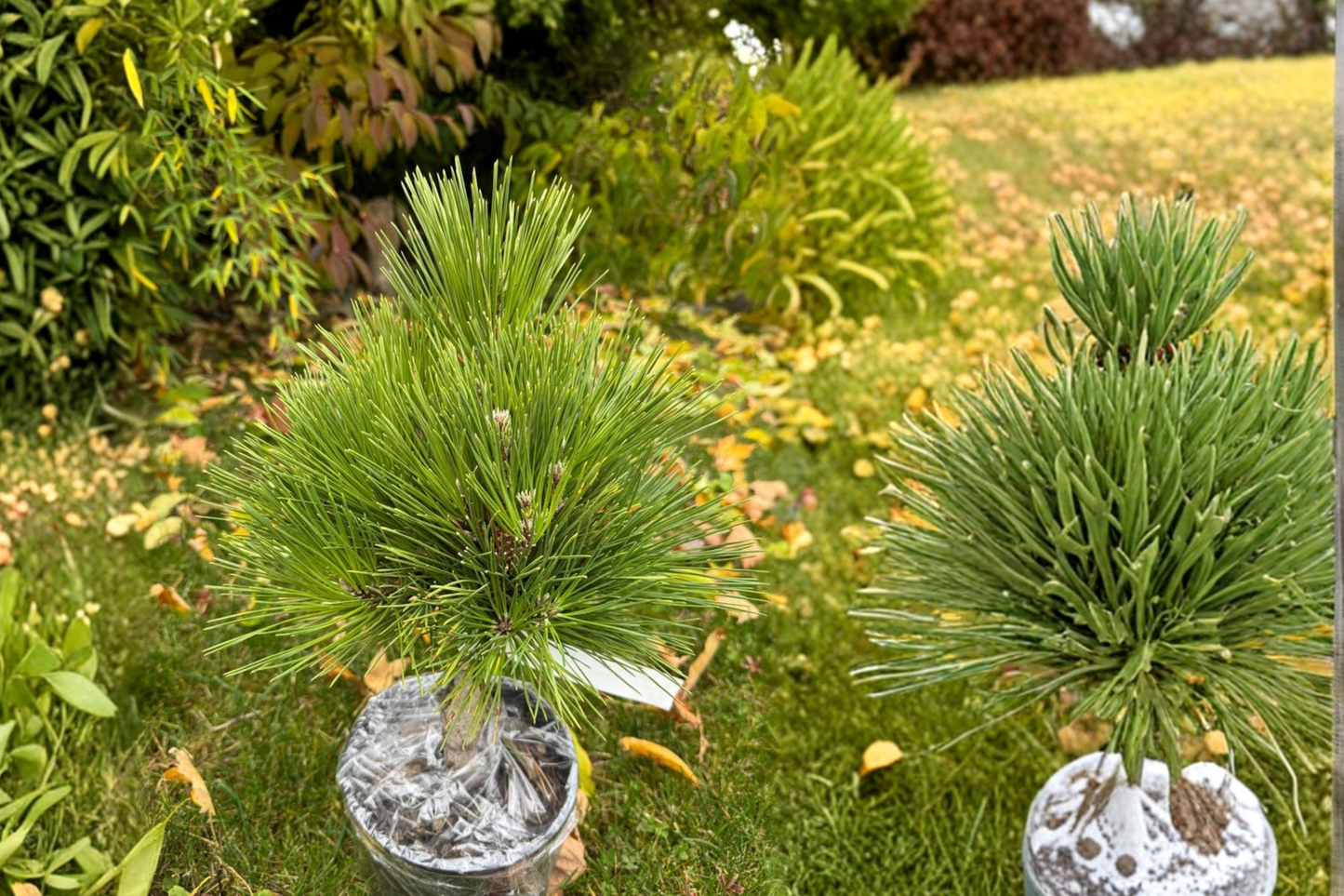 Japanese Black Pine Thundercloud Live Plant 1 Gallon Pot 12 Inch Tall Pinus thunbergii Bonsai Pine Evergreen Tree