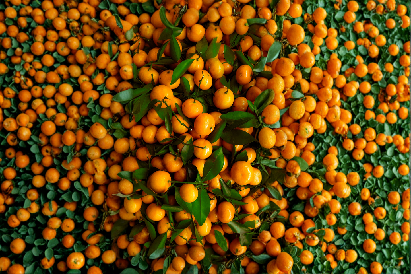Shiranui Mandarin Tree Live Citrus Plant 3-4 Ft Tall in 4x4x14 Pot Grafted Fruit Tree No Ship to CA