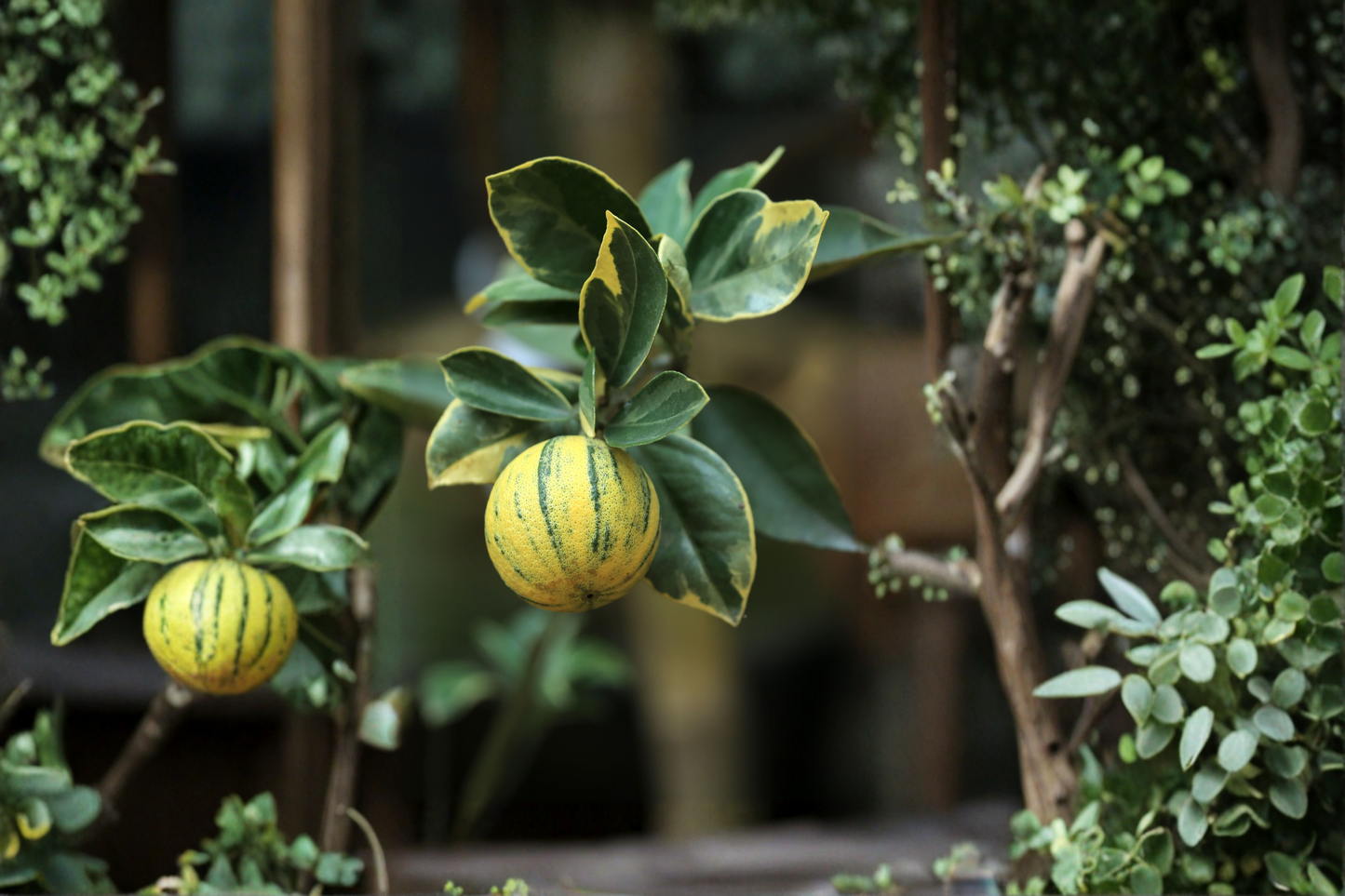 Variegated Pink Lemon Tree Live Dwarf Citrus Plant in 4x4x14 Pot Eureka Pink Lemon No Ship to CA