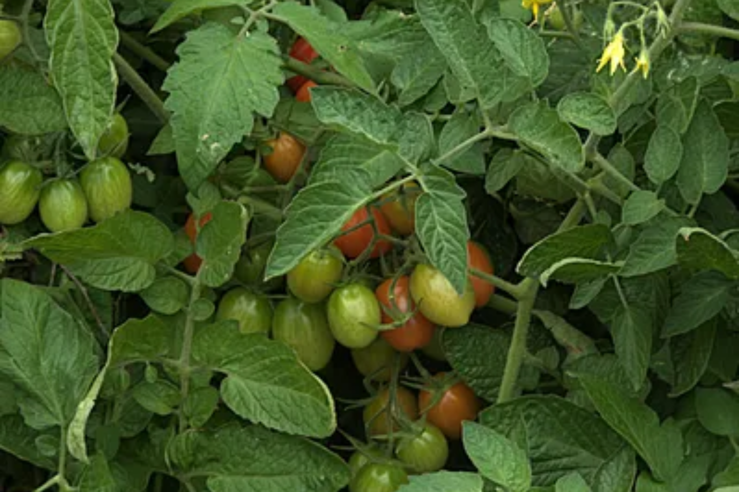 San Marzano Tomato Live Plants – Lot of 2, 6–10 Inch Tall Seedlings (Solanum lycopersicum)
