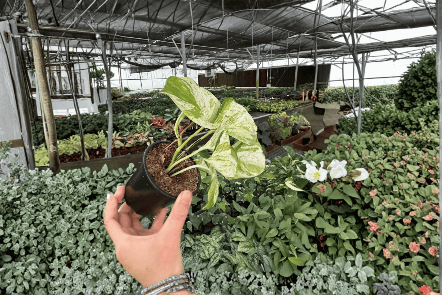 2 Manjula Pothos 4-Inch Plants – Bare Root – Epipremnum aureum 'Manjula'