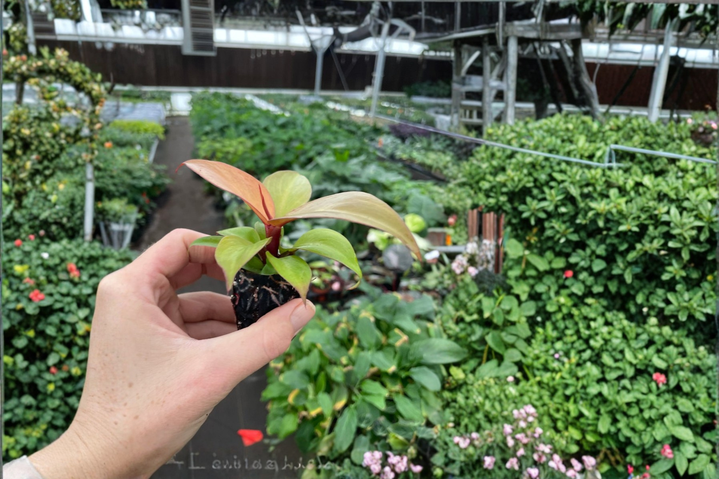 2 Philodendron 'Cherry Red' Live Starter Plants – Rooted Bare Root in Soil Pod