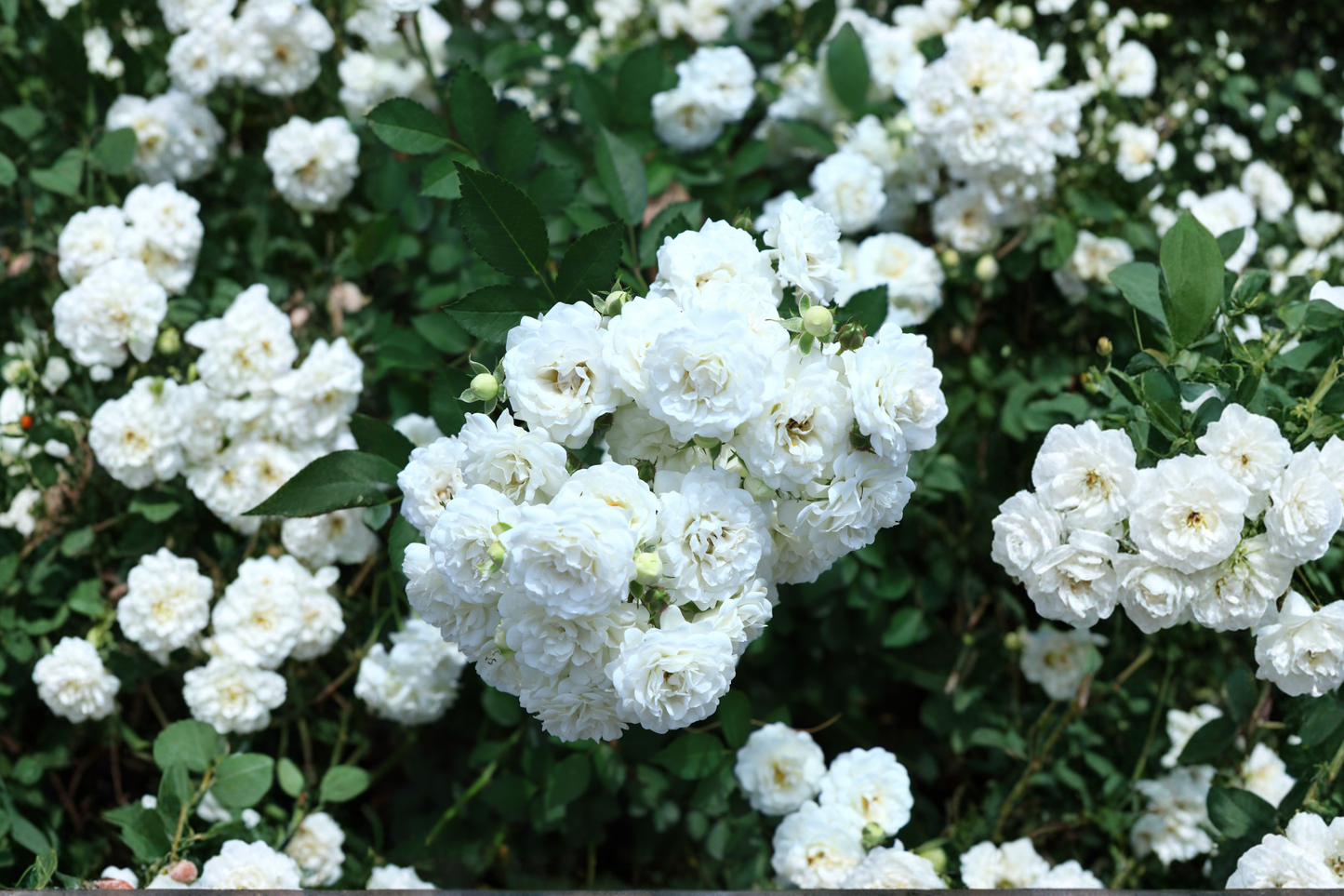 White Drift® Groundcover Rose Live Plant in 1-Quart Grow Bag – Rosa 'White Drift®'