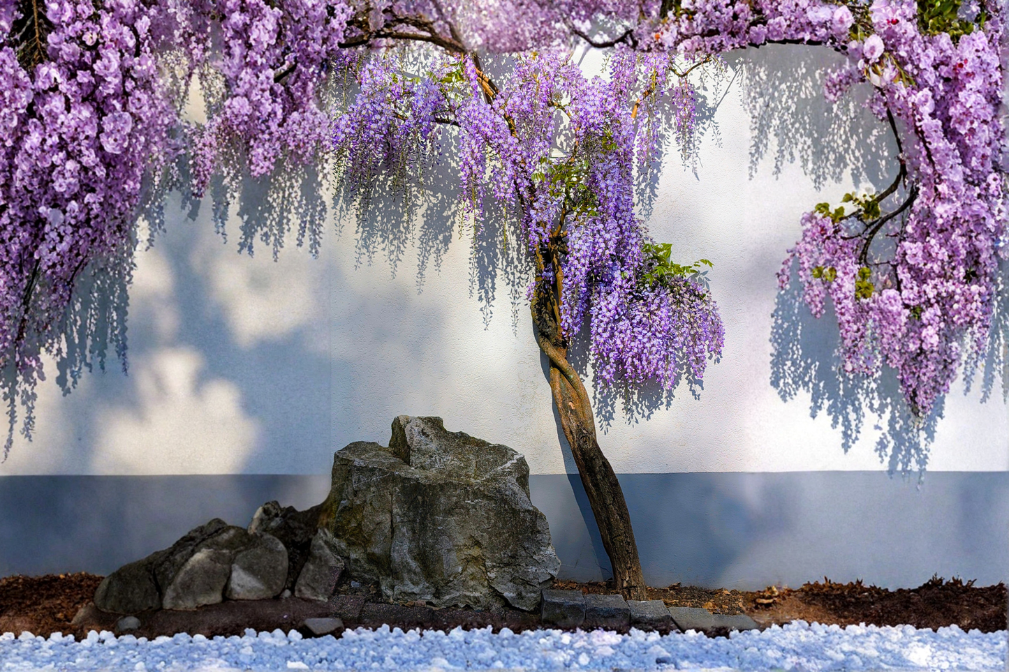 2 Rooted Live Wisteria Plants – Bare Root (No Pot) – Wisteria spp.