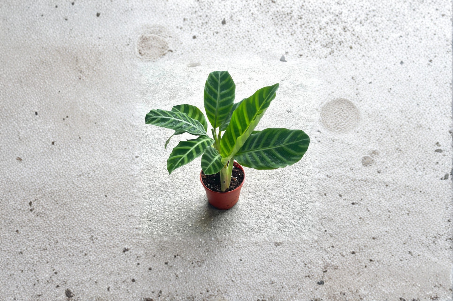 Calathea Zebrina Live Plant Prayer Plant Tropical Indoor Houseplant Rooted Starter Plant Home Decor Gift