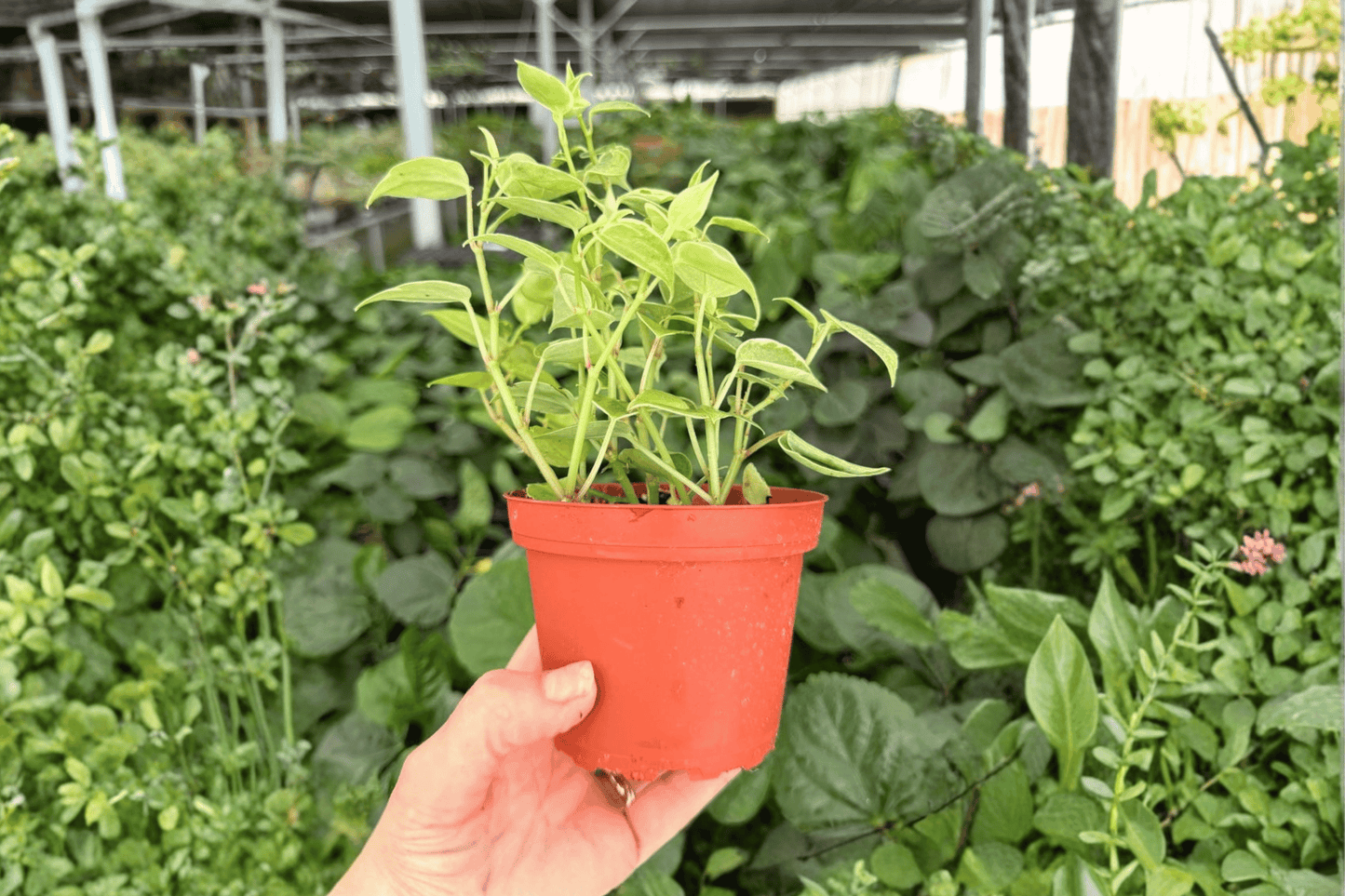 Variegated Cupid Peperomia 2 Exact Live Plants – 4-Inch Pots – Peperomia scandens