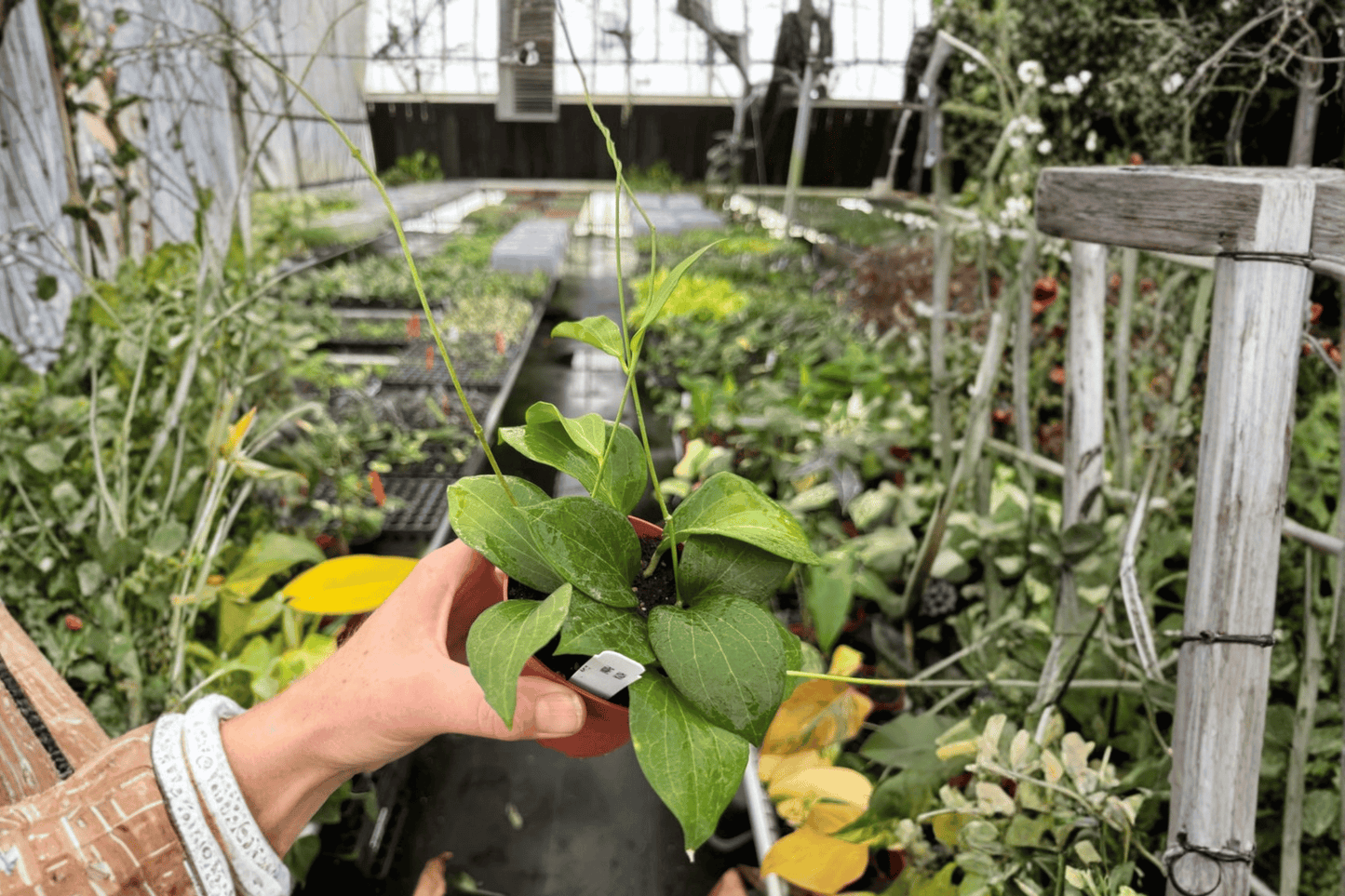 2 Hoya pottsii Live Plants in 4-Inch Pots – Hoya pottsii Tropical Houseplants