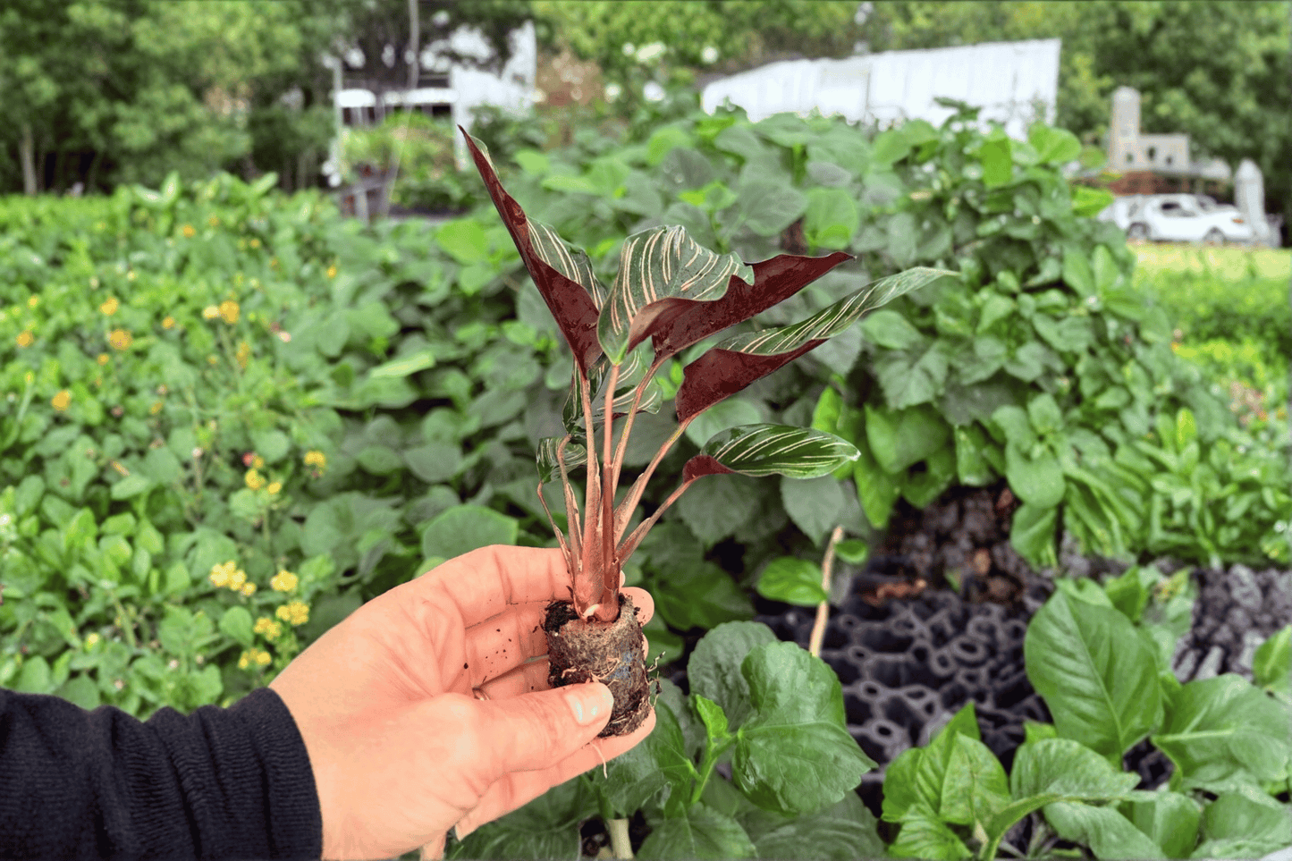 Calathea Ornata 2 Exact Live Starter Plants – Goeppertia ornata