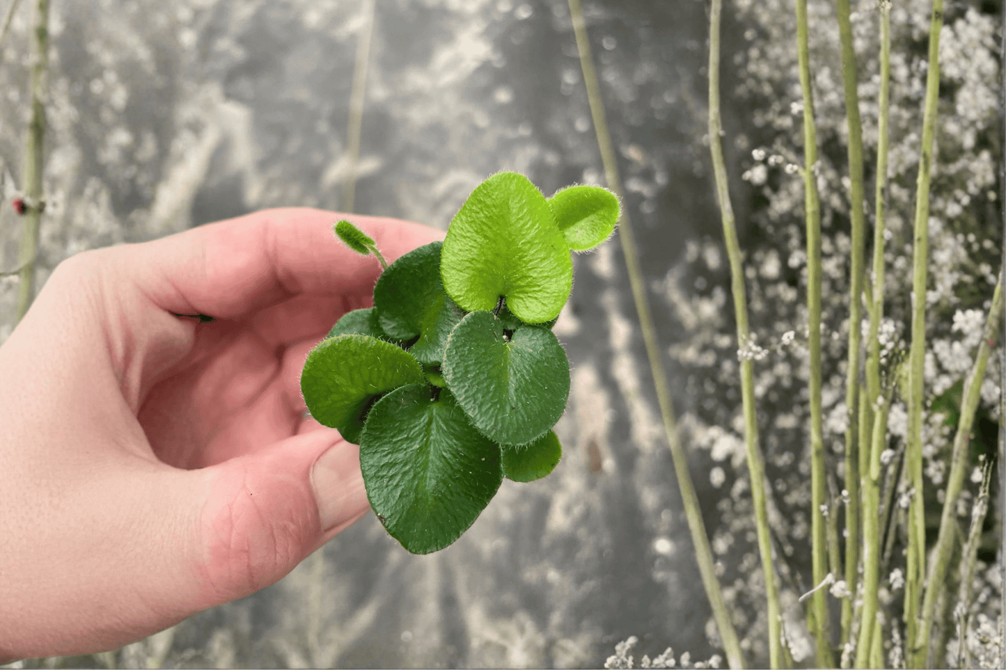 Heart Leaf Fern 2 Live Starter Plants – Hemionitis arifolia