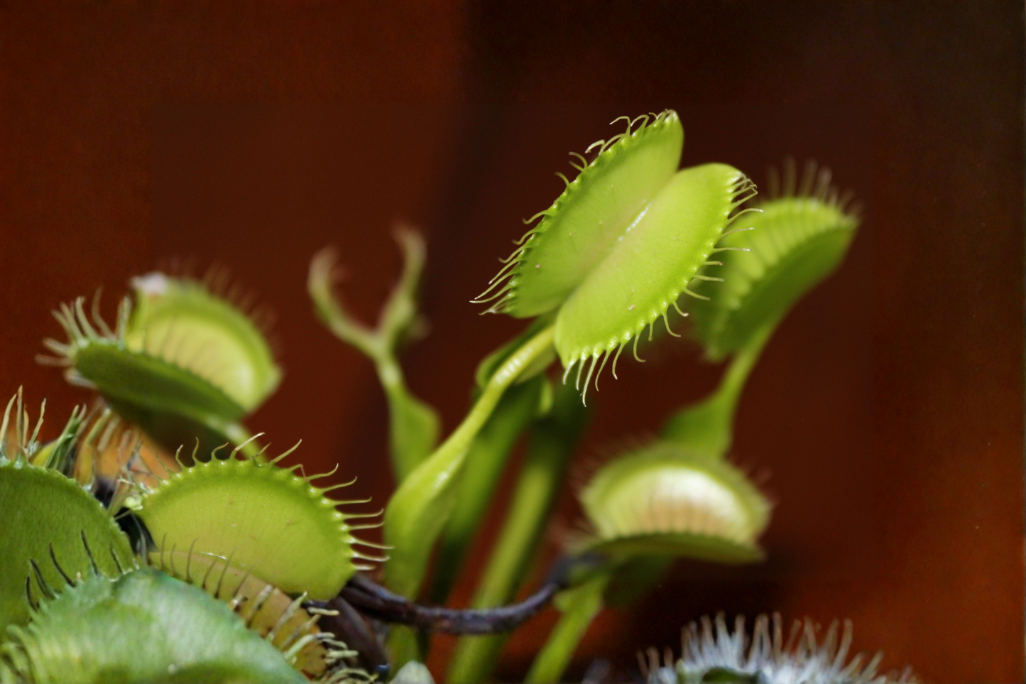 Venus Flytrap Live Plant – Nursery Grown in Decorative Bundle – 1 Plant – Dionaea muscipula