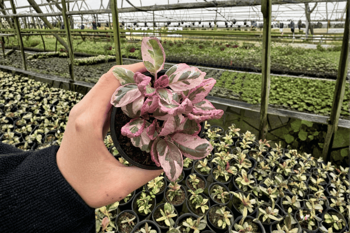 2 Pink Variegated Purple Waffle Live Plants in 4-Inch Pots – Hemigraphis alternata