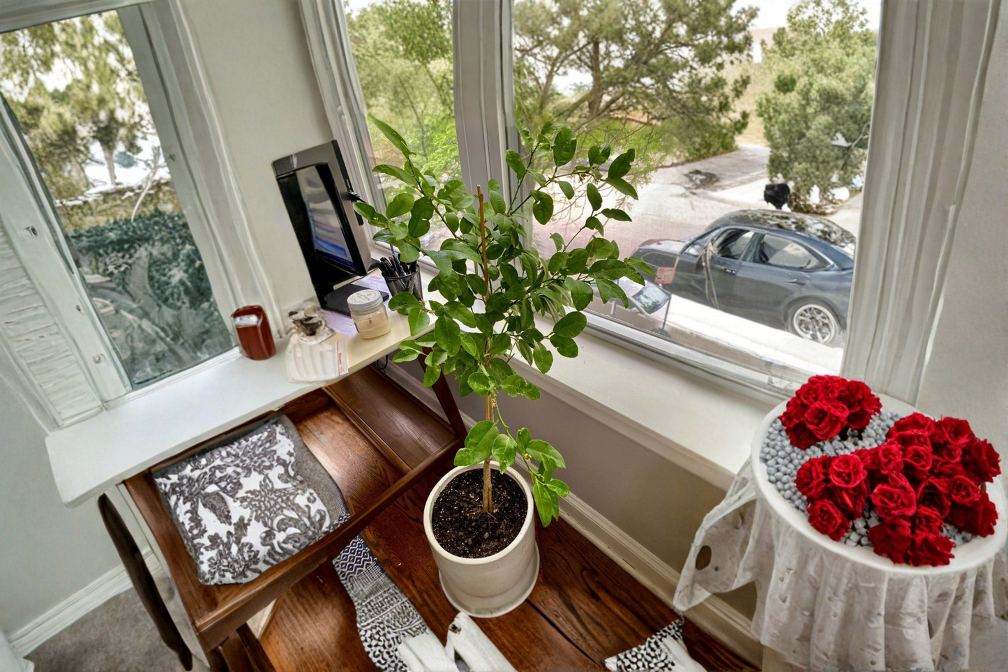 Thornless Key Lime Tree Grafted Live Plant Fruiting Age Citrus Tree Tall Lime Tree for Patio Garden Orchard