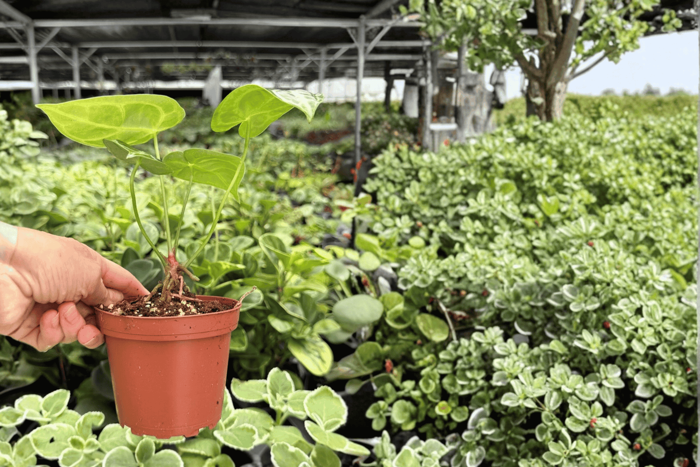 Anthurium Hoffmannii x Green Mamba 2 Exact Live Plants – 4-Inch Pots